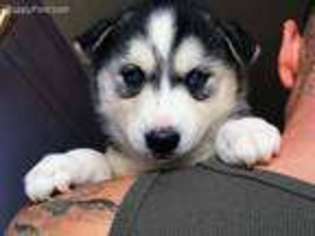 Siberian Husky Puppy for sale in Woodside, NY, USA