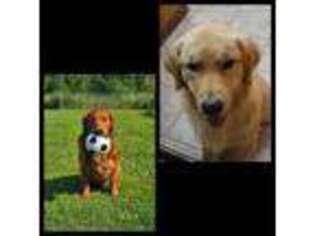 Golden Retriever Puppy for sale in Bovey, MN, USA