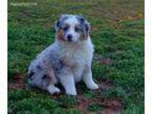Miniature Australian Shepherd Puppy for sale in Waurika, OK, USA