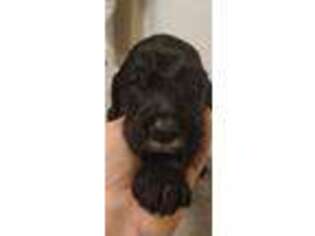 Saint Berdoodle Puppy for sale in Frisco, TX, USA