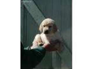 Labrador Retriever Puppy for sale in Scotland, SD, USA