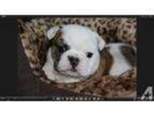Bulldog Puppy for sale in Meridian, ID, USA