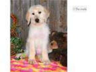 Labradoodle Puppy for sale in Abilene, TX, USA