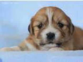 Lhasa Apso Puppy for sale in Fresno, CA, USA