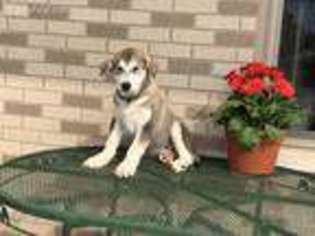 Alaskan Malamute Puppy for sale in Bremen, IN, USA
