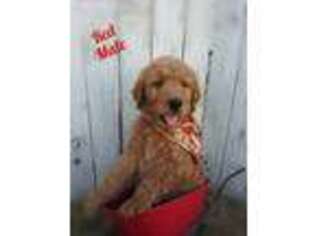 Goldendoodle Puppy for sale in Mount Pleasant, TX, USA