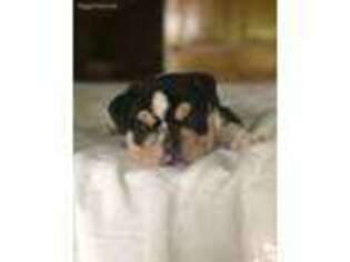 Bulldog Puppy for sale in Winterset, IA, USA