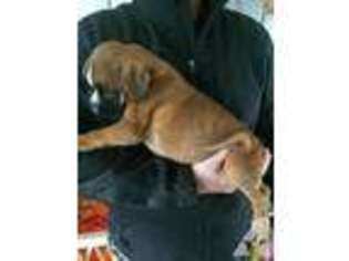 Boxer Puppy for sale in VENUS, TX, USA