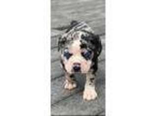 Alapaha Blue Blood Bulldog Puppy for sale in Auburn, AL, USA