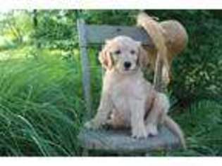 Goldendoodle Puppy for sale in Mifflinburg, PA, USA