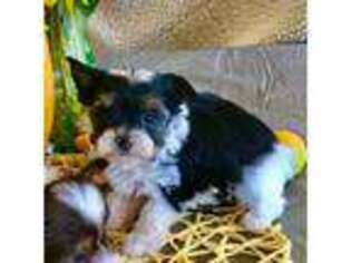 Biewer Terrier Puppy for sale in Seymour, WI, USA