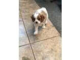 Cavalier King Charles Spaniel Puppy for sale in Willis, TX, USA