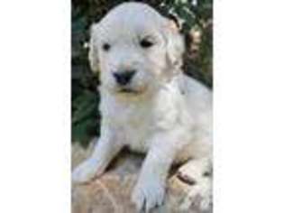 Labrador Retriever Puppy for sale in SAN DIEGO, CA, USA
