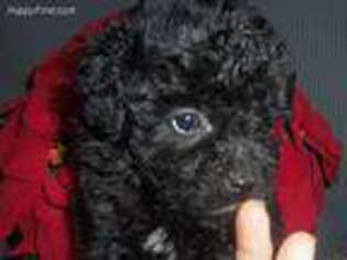 Labradoodle Puppy for sale in Benton, KY, USA