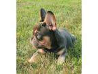 French Bulldog Puppy for sale in Lincoln, NE, USA