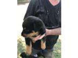 Rottweiler Puppy for sale in Waldron, AR, USA