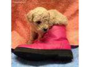 Goldendoodle Puppy for sale in Shingle Springs, CA, USA