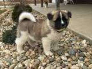 Akita Puppy for sale in Middlebury, IN, USA