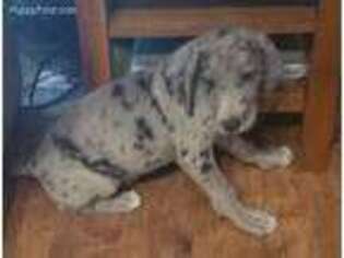 Great Dane Puppy for sale in Parker, SD, USA
