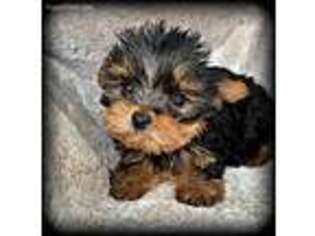 Yorkshire Terrier Puppy for sale in Loranger, LA, USA