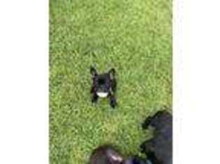 French Bulldog Puppy for sale in Arlington, VA, USA