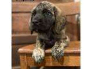 Mastiff Puppy for sale in Neosho, MO, USA