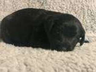Labradoodle Puppy for sale in Rockville, IN, USA