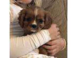 Cavalier King Charles Spaniel Puppy for sale in Midlothian, VA, USA