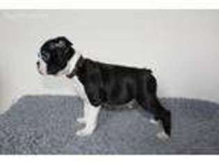 Boston Terrier Puppy for sale in San Francisco, CA, USA