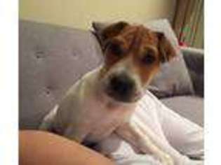 Mutt Puppy for sale in FOREST HILLS, NY, USA