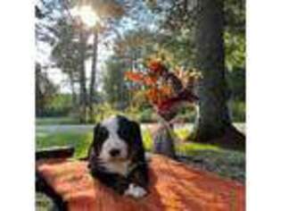 Bernese Mountain Dog Puppy for sale in Jacksonville, VT, USA