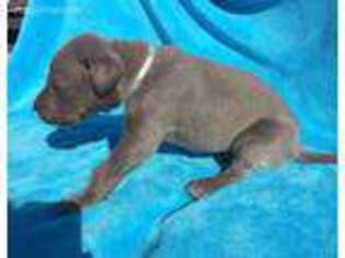 Great Dane Puppy for sale in New Albany, MS, USA
