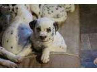 Dalmatian Puppy for sale in Wytheville, VA, USA