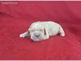 Cocker Spaniel Puppy for sale in Eatonton, GA, USA