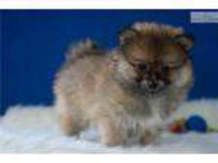 Pomeranian Puppy for sale in Youngstown, OH, USA