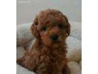 Mutt Puppy for sale in Colfax, CA, USA