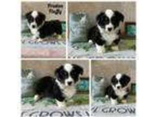 Pembroke Welsh Corgi Puppy for sale in Greenfield, IA, USA