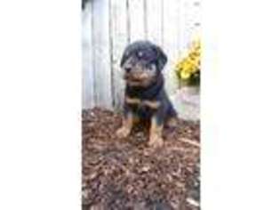 Rottweiler Puppy for sale in Mohnton, PA, USA