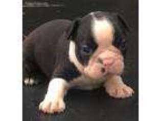 Boston Terrier Puppy for sale in Richton, MS, USA