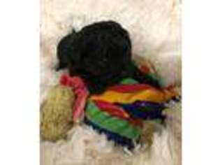 Shih-Poo Puppy for sale in Hudson, FL, USA