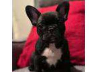 French Bulldog Puppy for sale in Circleville, OH, USA