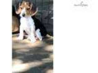 Beagle Puppy for sale in Fort Worth, TX, USA