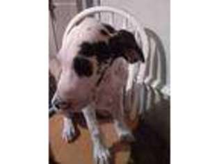 Great Dane Puppy for sale in Mcalester, OK, USA
