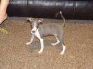Italian Greyhound Puppy for sale in Linton, IN, USA