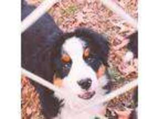 Bernese Mountain Dog Puppy for sale in Crossville, AL, USA