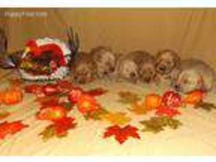 Golden Retriever Puppy for sale in Sullivan, MO, USA