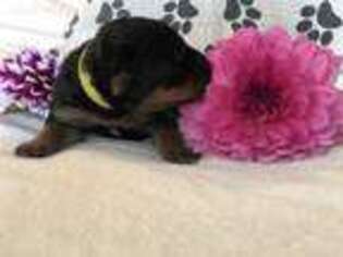 Airedale Terrier Puppy for sale in Mount Gilead, NC, USA