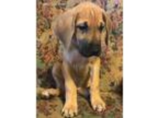 Great Dane Puppy for sale in Hartville, OH, USA