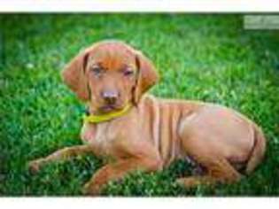 Vizsla Puppy for sale in Indianapolis, IN, USA