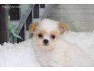 Maltese Puppy for sale in Schiller Park, IL, USA